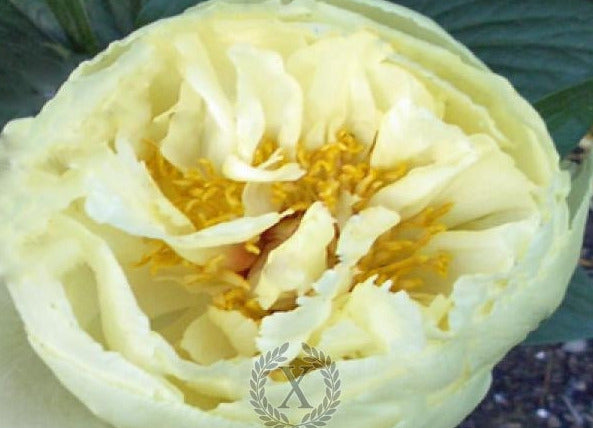'LEMON HAYES' Peony (Paeonia x lactiflora 'lemon hayes')