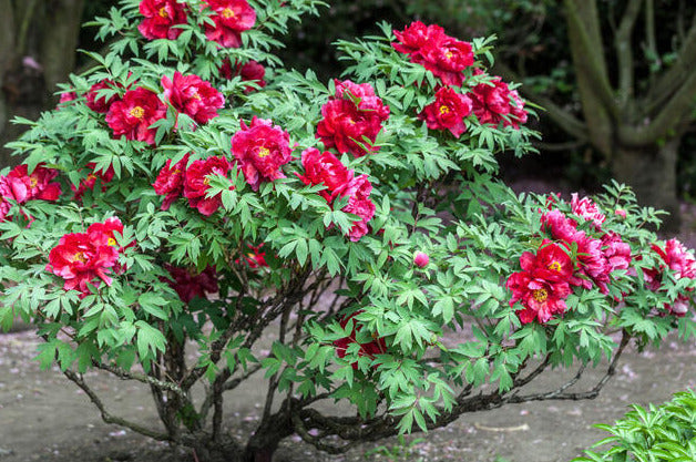 'KIL JA'S PLEASURE' Tree Peony (Paeonia x suffruticosa)