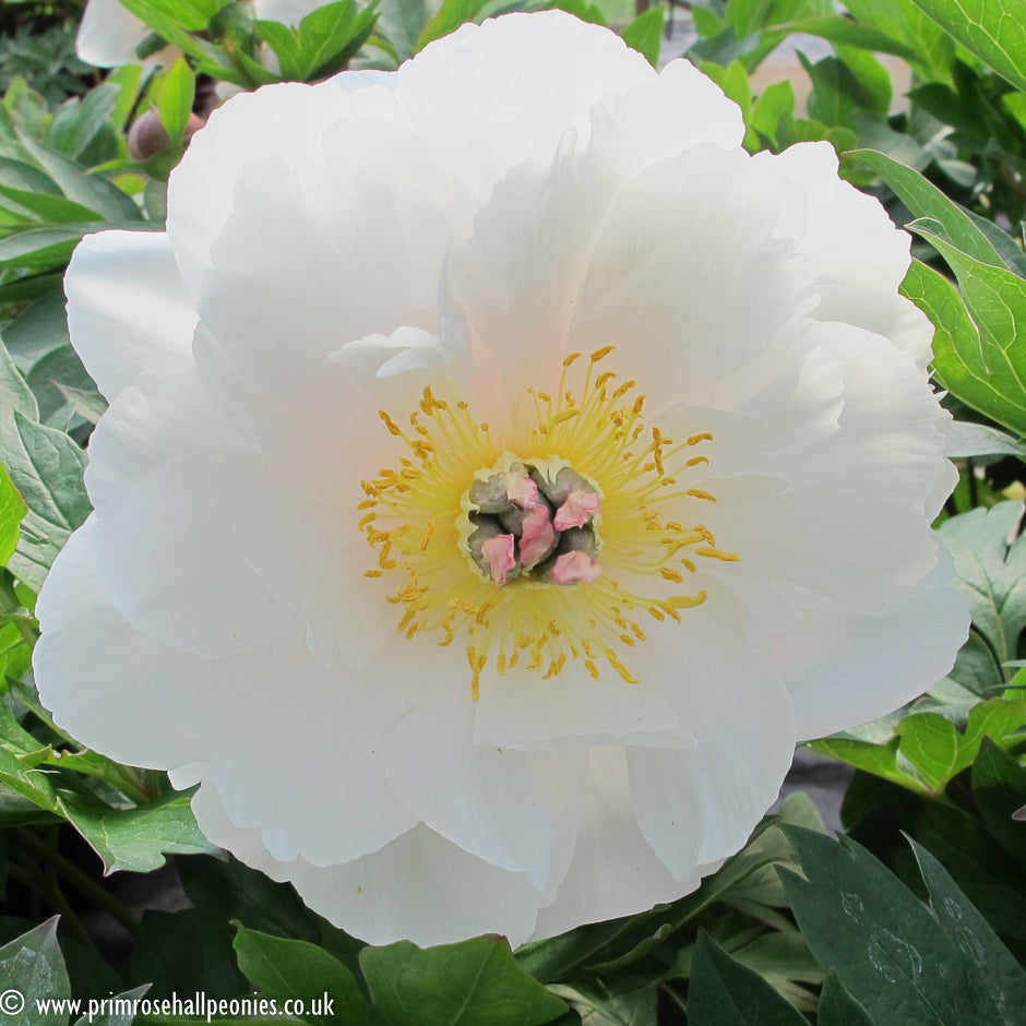 'LOVE AFFAIR' Itoh Peony (Paeonia x intersectional 'love affair')