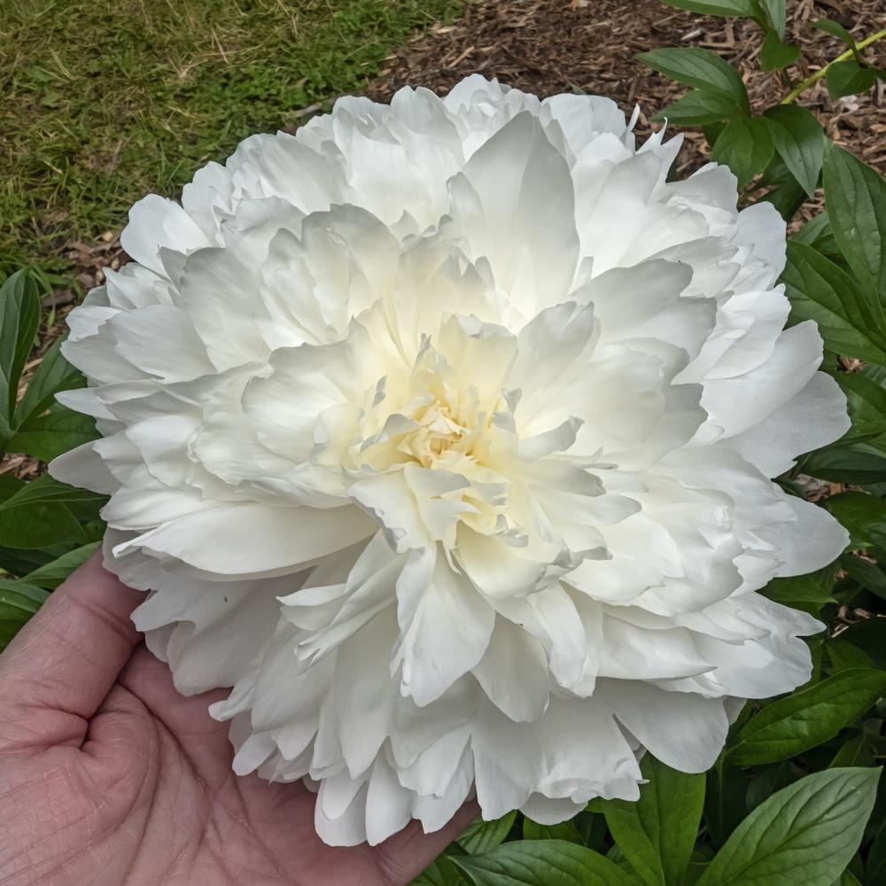 'MRS. FRANK BEACH' Peony (Paeonia x lactiflora 'mrs. frank beach')