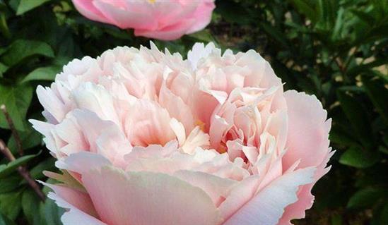 'NELDA'S JOY' Peony (Paeonia x lactiflora 'nelda's joy')