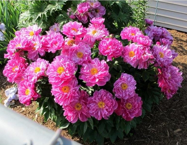 'NICE GAL' Peony (Paeonia x lactiflora 'nice gal')