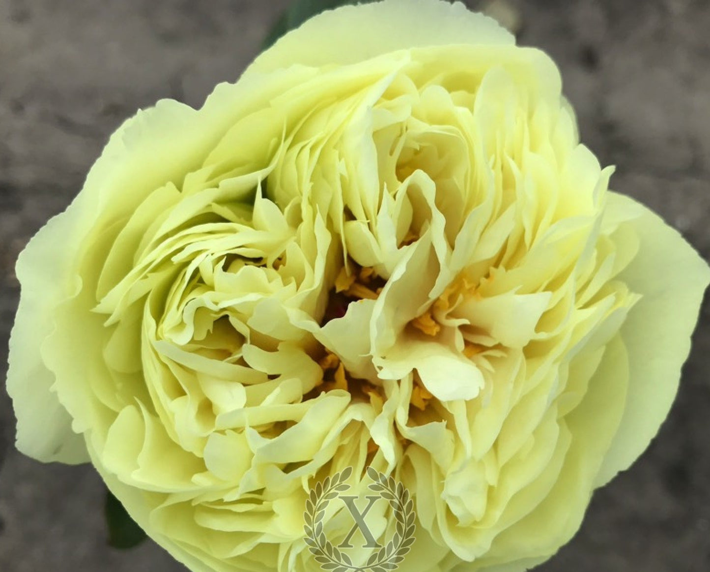 'GOLD STRIKE' Peony (Paeonia x lactiflora 'gold strike')