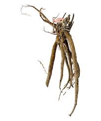 'SINGING IN THE RAIN' Itoh Peony (Paeonia x intersectional 'singing in the rain')