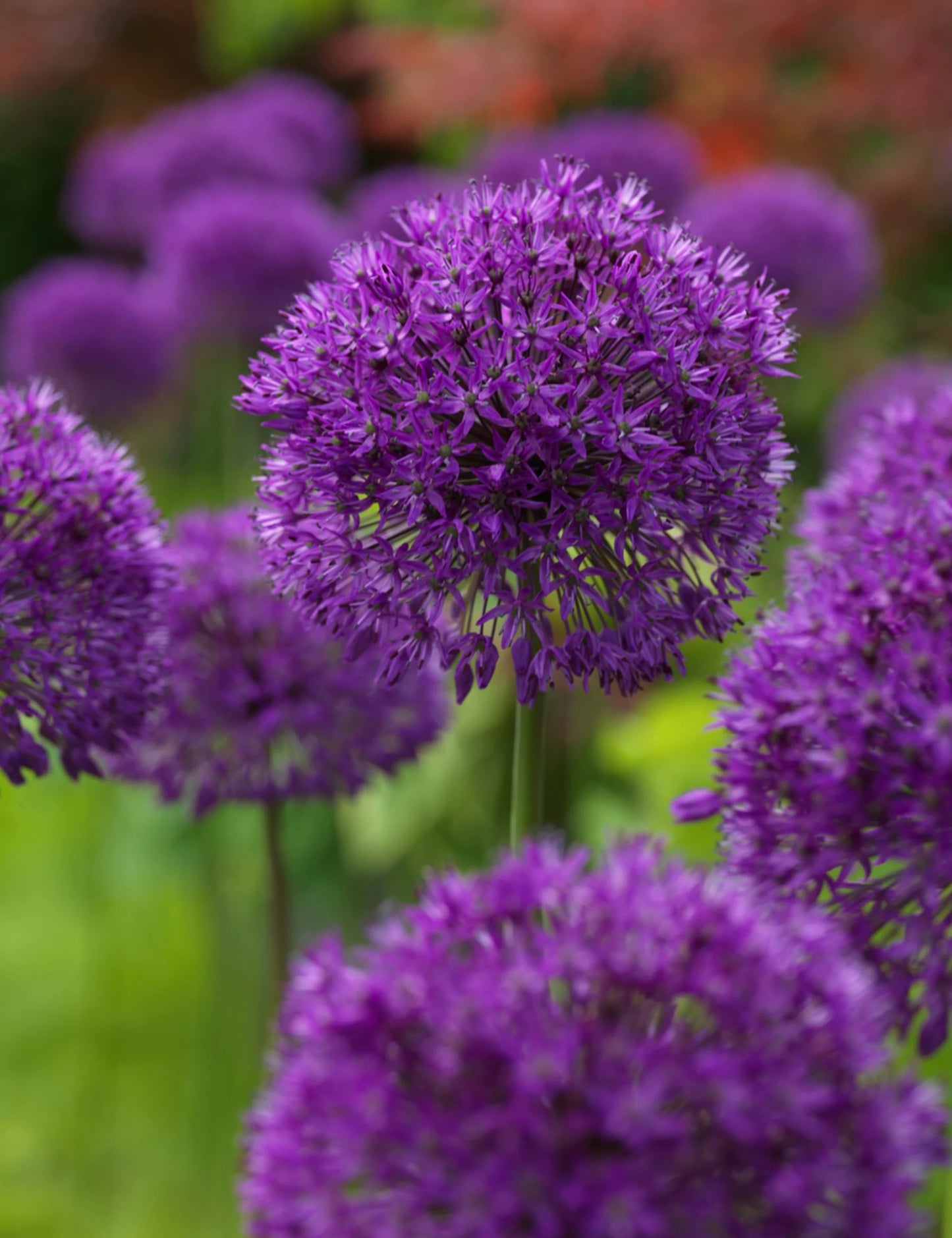 'PURPLE SENSATION' Flowering Onion (Allium x hollandicum 'purple sensation'