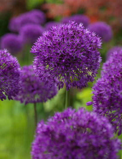 'PURPLE SENSATION' Flowering Onion (Allium x hollandicum 'purple sensation'
