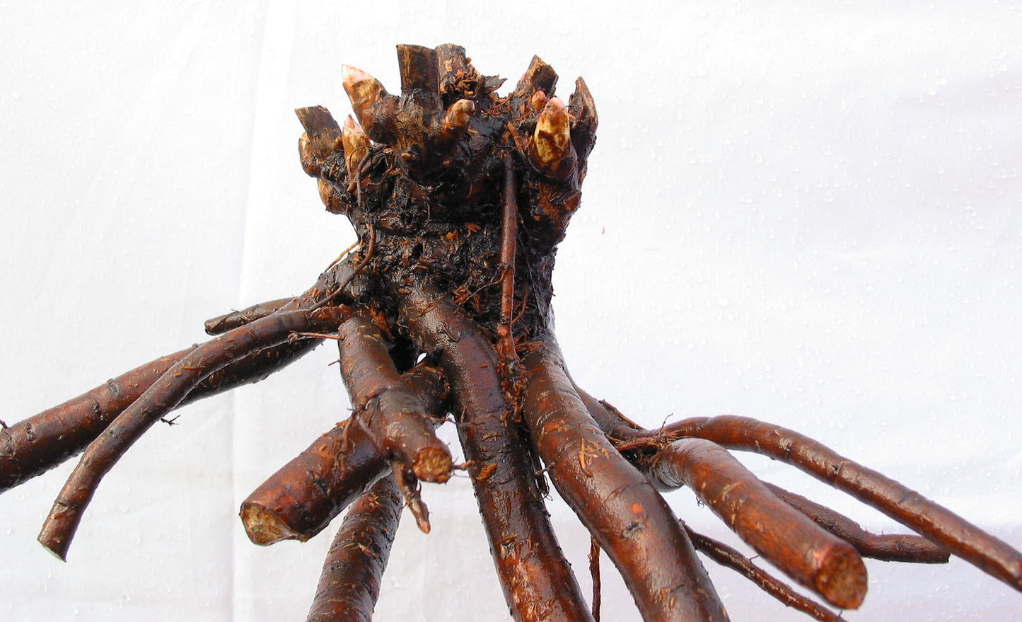 'DUCHESSE D'ORLEANS' Peony (Paeonia x lactiflora 'duchesse d'orleans')