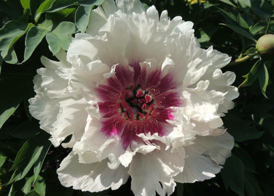 'ROSY PROSPECTS' Itoh Peony (Paeonia x intersectional 'rosy prospects')