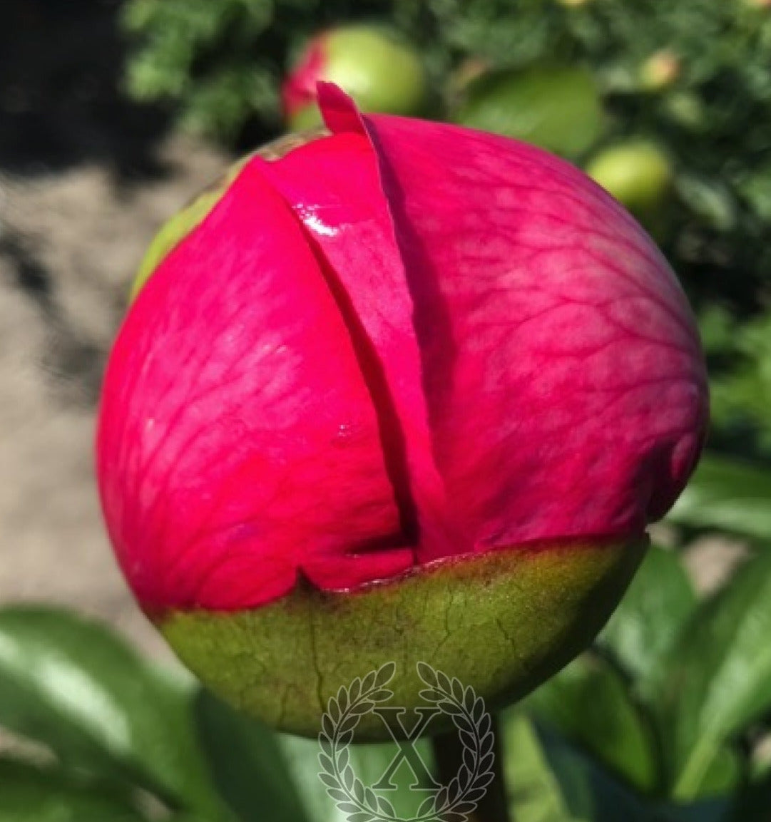 'STYMPHALIAN BIRDS' Peony (Paeonia x lactiflora 'stymphalian birds')
