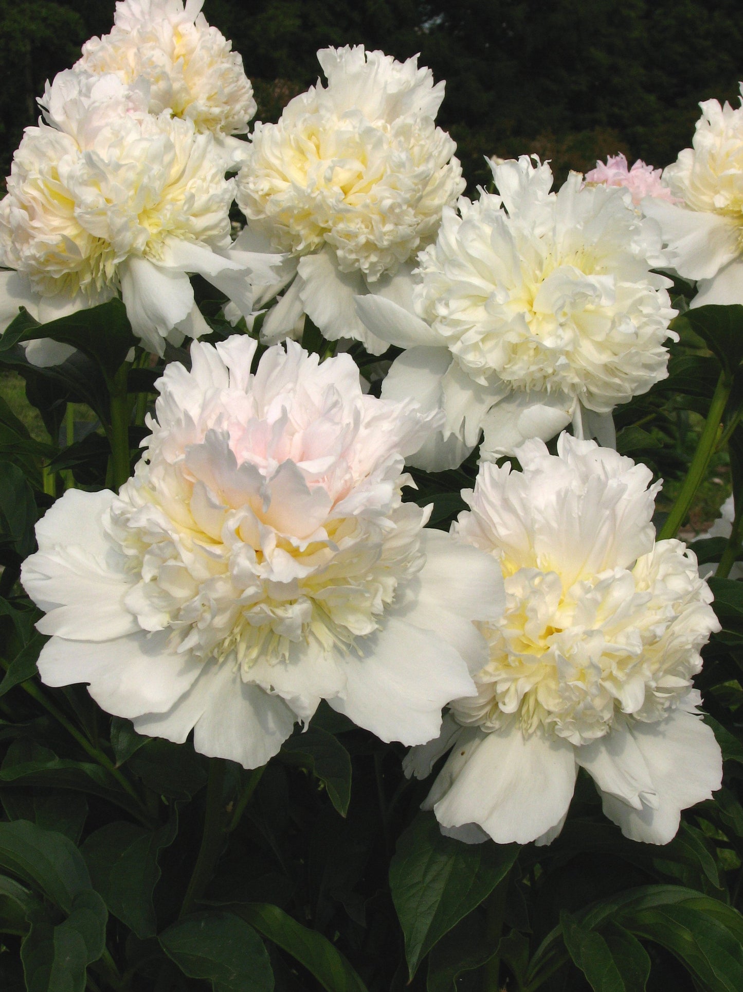 'TOP BRASS' Peony (Paeonia x lactiflora 'top brass')