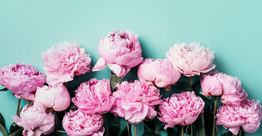 It's Peony Season!