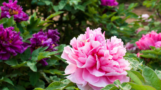 Peony flowers