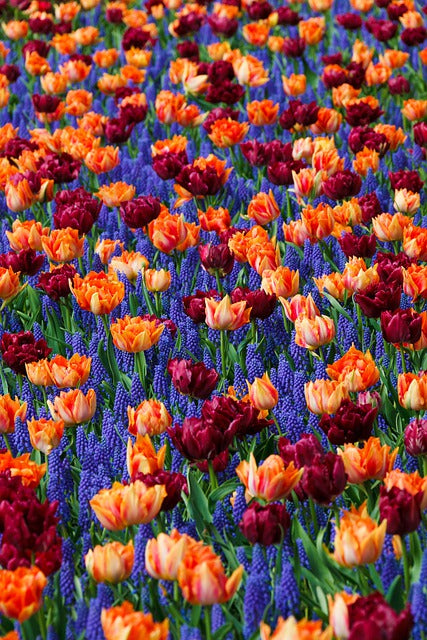 Tales About Tulips