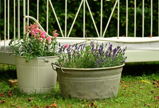 5 Reasons Why Container Gardening Is Great For Everyone