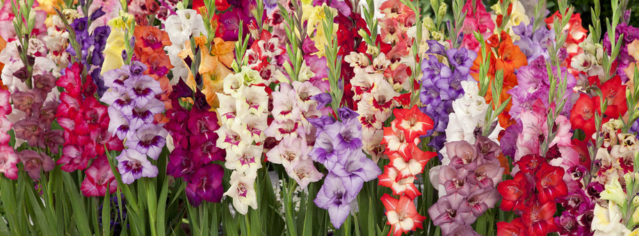 Gladiolus Bulb Harvest (How To Dig  and Store Bulbs For The Winter)