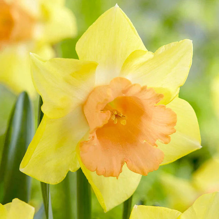 Best Tips For Planting and Growing Daffodils