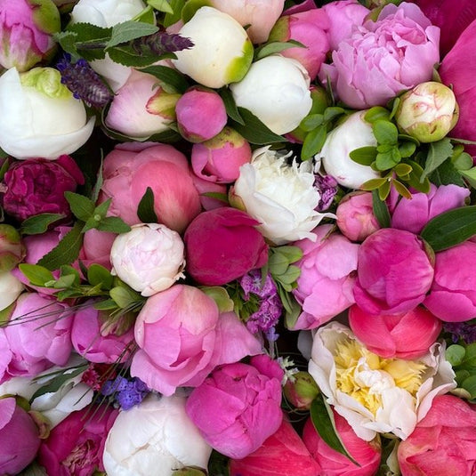 CHAMPLAIN PEONY COMPANY: EVERY GARDEN DESERVES A PEONY! – Champlain ...