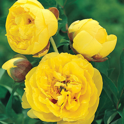 'YELLOW CROWN' Itoh Peony (Paeonia x intersectional 'yellow crown')