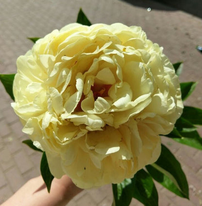 'SUNNY BOY' Peony (Paeonia x lactiflora 'sunny boy')