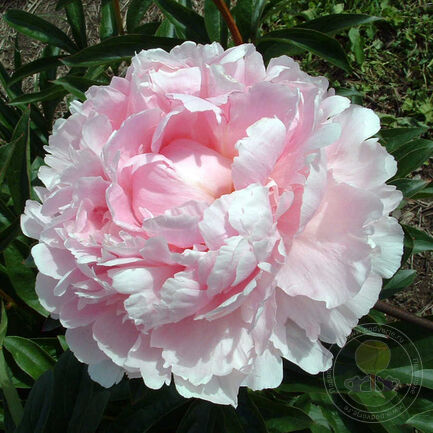 'REINE DELUXE' Peony (Paeonia x lactiflora 'reine deluxe')