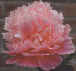 'SYMBIOSIS' 众生分 Peony (Paeonia x lactiflora 'zhong sheng fen/symbiosis')