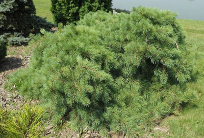 'SHAGGY DOG' Dwarf White Pine (Pinus strobus var. 'shaggy dog')
