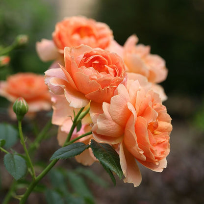 'AT LAST' Shrub Rose (Rosa x 'at last')