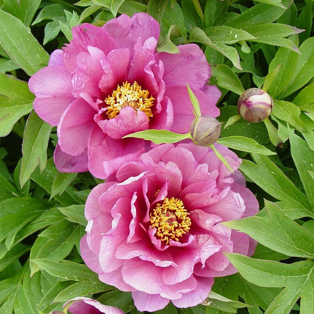 'YANKEE DOODLE DANDY' Itoh Peony (Paeonia x intersectional 'yankee doodle dandy')