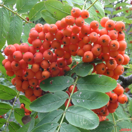 'CARDINAL ROYAL' Mountain Ash (Sorbus x aucuparia 'cardinal royal')