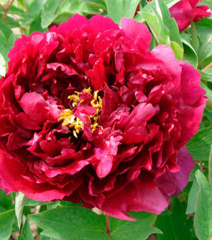 'DARK JEWEL' Tree Peony (Paeonia x suffruticosa 'zhu guang mo run')