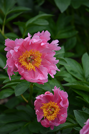 'LOTUS BLOOM' Peony (Paeonia x albiflora 'lotus bloom')