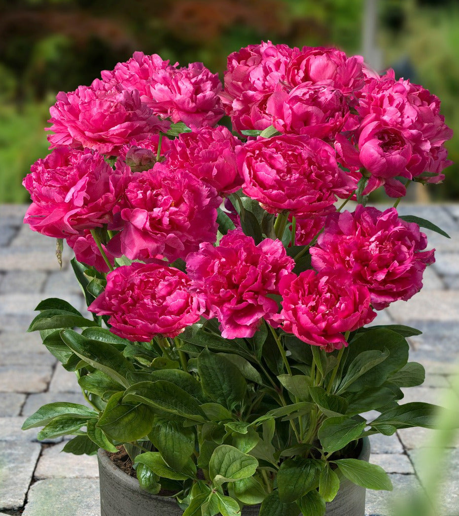 'PATIO PEONY' Peony (Paeonia x lactiflora var)