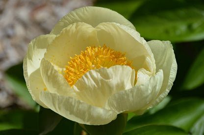 'ROY PEHRSON'S BEST YELLOW' Peony (Paeonia x lactiflora 'roy pehrson's best yellow')
