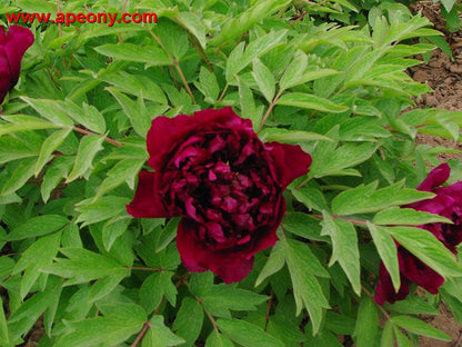 'DARK JEWEL' Tree Peony (Paeonia x suffruticosa 'zhu guang mo run')