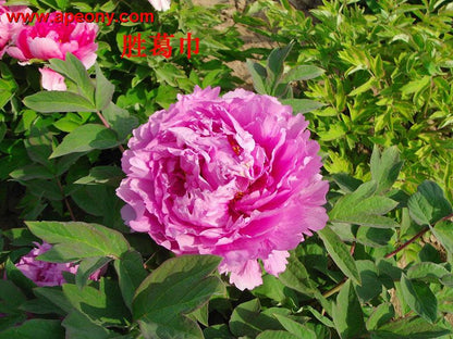 'SPIRIT GE JIN'S RIVAL' 胜葛巾 Tree Peony (Paeonia x suffruticosa 'sheng ge jin/Spirit Ge Jin's Rival')