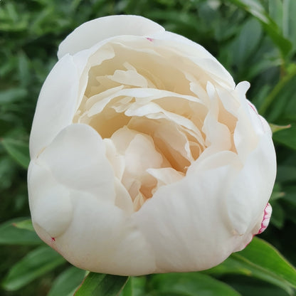 'JOSEPH CHRISTIE' Peony (Paeonia x lactiflora 'joseph christie')