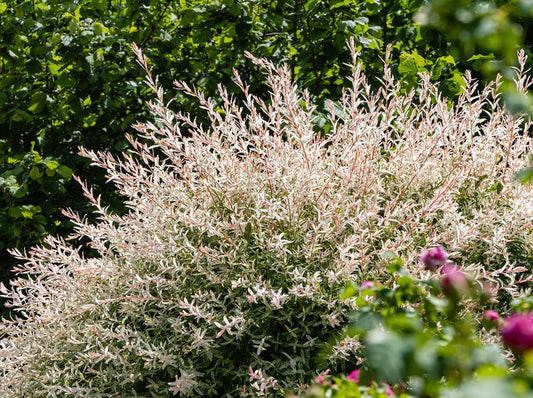 'HAKARO NISHIKI' White Dappled Willow (Salix integra x 'hakaro nishiki')