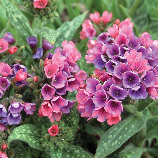 'RASPBERRY SPLASH' Lungwort (Pulmonaria x 'raspberry splash')