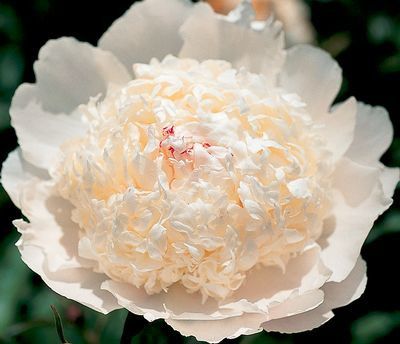 'FESTIVA SUPREME' Peony (Paeonia x lactiflora 'festiva supreme')