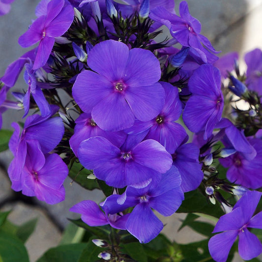 'BLUE PARADISE' Garden Phlox (Phlox x paniculata 'blue paradise')