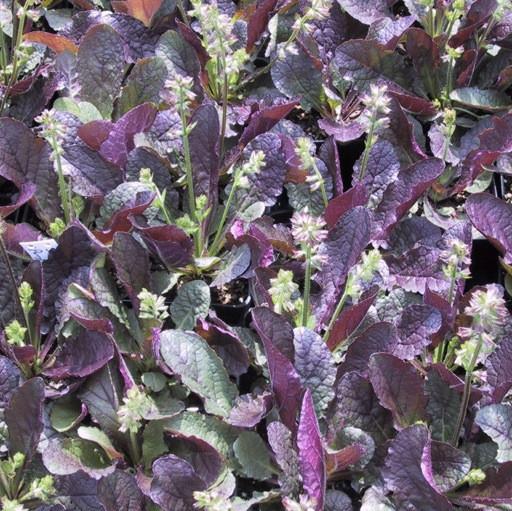'PURPLE KNOCKOUT' Lyre Sage (Salvia x lyrata 'purple knockout')