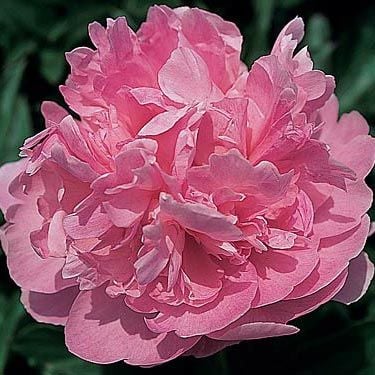 'SUSIE Q' Peony (Paeonia x lactiflora 'susie q')