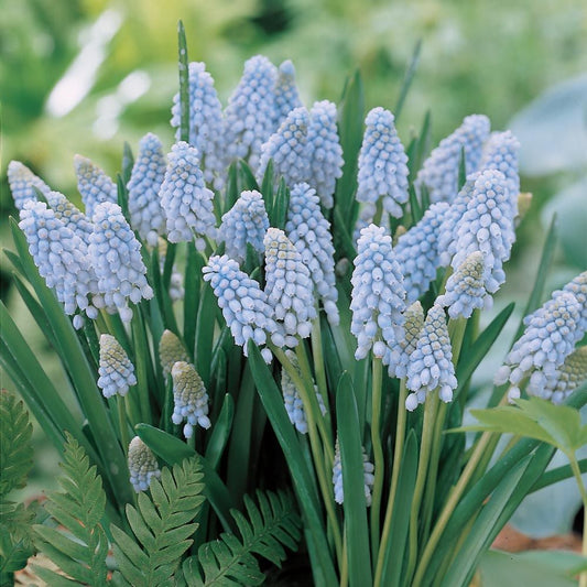 'VALERIE FINNIS' Grape Hyacinth (Muscari x armeniacum 'valerie finnis')