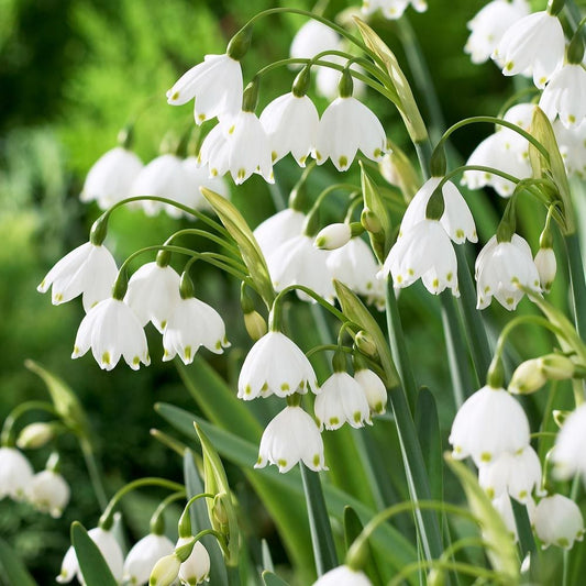 'GRAVETYE GIANT' Summer Snowflake' (Leucojum x aestivum 'gravetye giant')