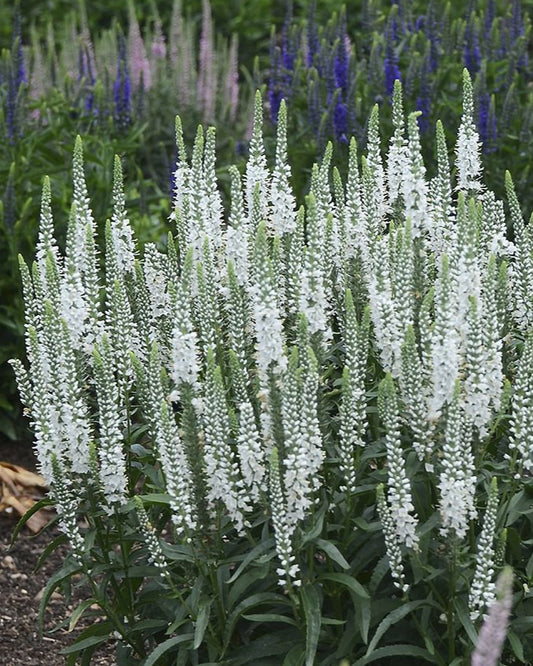 'WHITE WANDS' Speedwell (Veronica x 'white wands')