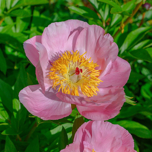 'ROSELETTE' Peony (Paeonia x lactiflora 'roselette')