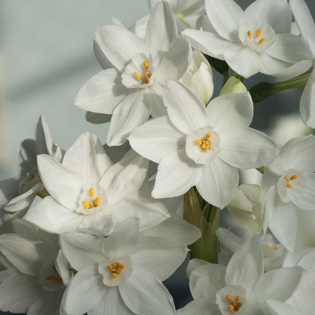 'ZIVA' Paperwhite Narcissus (Narcissus x tazetta 'ZIVA')