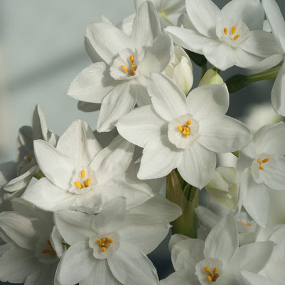 'ZIVA' Paperwhite Narcissus (Narcissus x tazetta 'ZIVA')