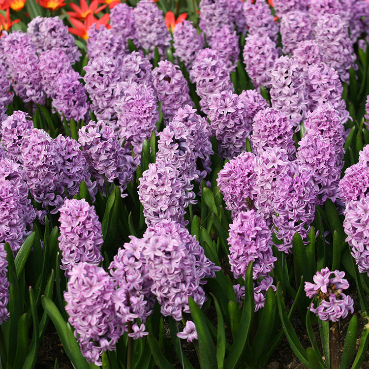 'HYACINTH' Garden Hyacinth (Hyacinth x orientalis)