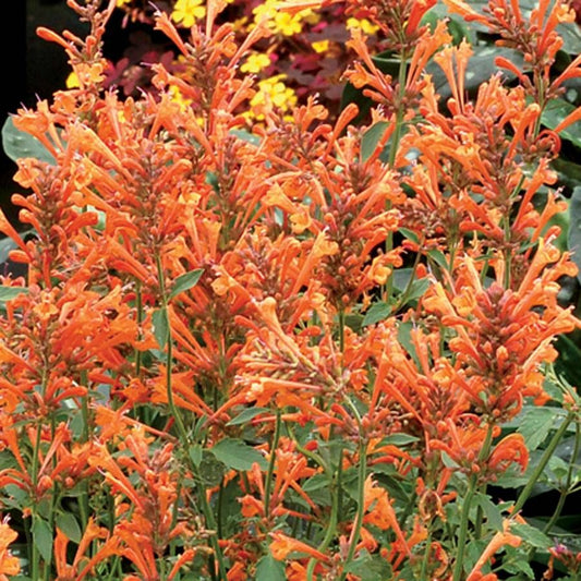 'KUDOS MANDARIN HYSSOP ' Hummingbird Mint (Agastaches x 'kudos mandarin')